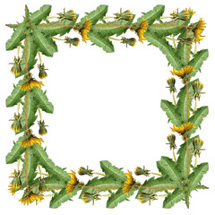 Summer background. Yellow dandelions. Isolated 