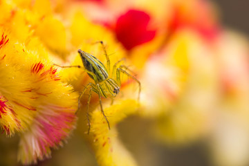 lynx spider A close up of a jumping spider on flower
