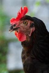 portrait of black cock