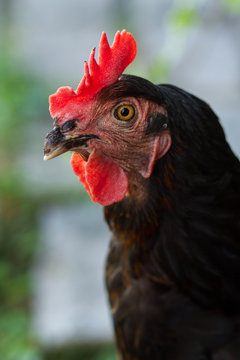 portrait of black cock