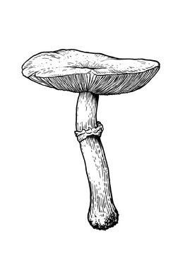 vector, drawing, engraving, mushroom, big