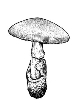 vector, drawing, engraving, mushroom, Caesar's Mushroom