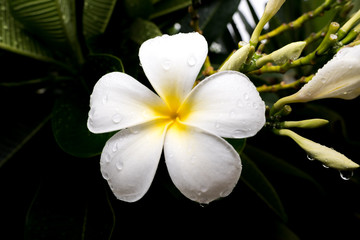 Fototapeta na wymiar White Plumeria on tree - beautiful white flower isolate on dark background ( frangipani flowers )