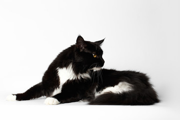 Black Maine Coon Cat with Yellow eyes, Lying and Curious Looking Back, on White Background, Side view