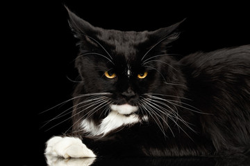 Closeup Portrait of Angry Black Maine Coon Cat, Yellow eyes, Gaze Looking in Camera, Isolated Black Background, Side view