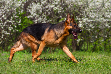 Shepherd dog trotting in spring park