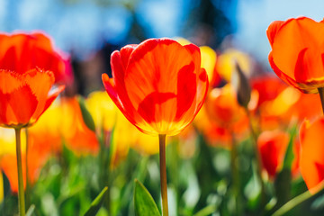 Obraz premium Tulip. Beautiful bouquet of tulips. colorful tulips.