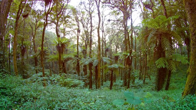 Tropical plants provide dense ground cover as many moss covered trees reach skyward in this forested wilderness area, with sound. Video UltraHD