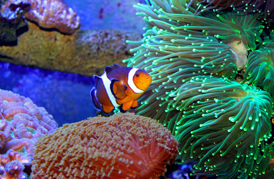 The real Nemo in Tropical Aquarium 