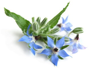 Borage (Borago officinalis)