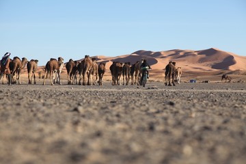 camellos en Marruecos