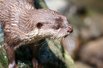カワウソのポートレート
