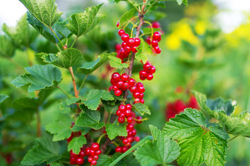Red currants in a summer garden