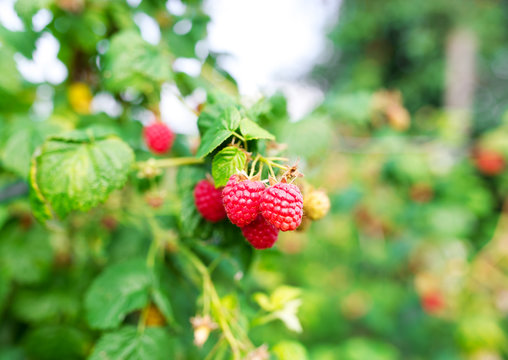 Raspberries. Growing organic berries closeup.
