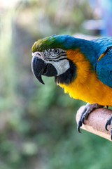 ルリコンゴウインコ