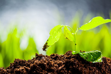New life. Young sprout in springtime,Closeup.