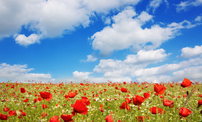 Wild poppy flowers on blue sky background.