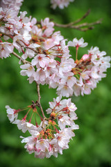 桜の花