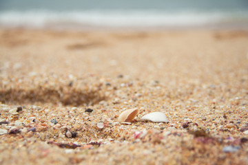 sea shell background