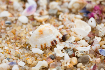 sea shell background