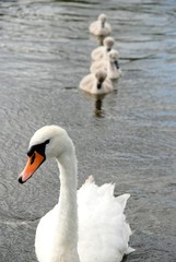 Fototapeta premium Family of white swans on a pond