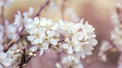 White Wild Himalayan Cherry in nature