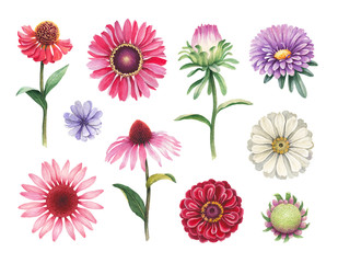 Watercolor illustrations of flowers - obrazy, fototapety, plakaty