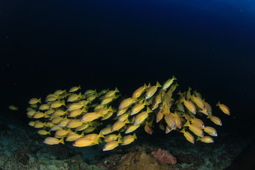 School yellow Snappers fish