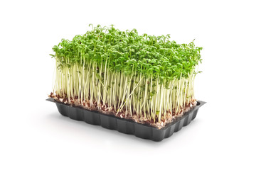 cress sprouts