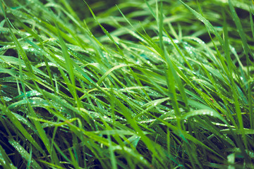 green background by the fresh grass