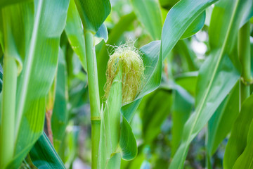 cornfield, growing crops, ecological, green.