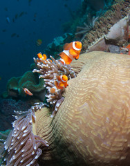 Several clownfish in their nest on a tropical coral reef