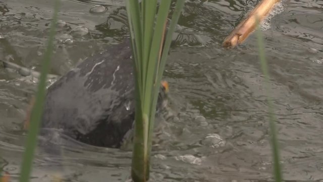 black coot with hatchlings