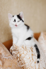 Funny angry kitten Harlequin color