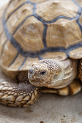 ケヅメリクガメ