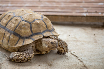 ケヅメリクガメ