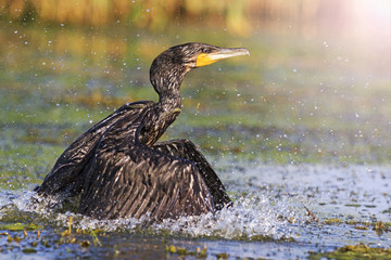 Cormorant wave picks with sunny hotspot