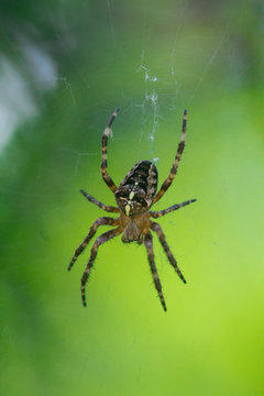 Crusader spider on web