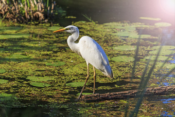 White heron standing on fallen trees in the swamp with sunny hotspot