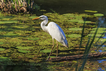 White heron standing on fallen trees in the swamp