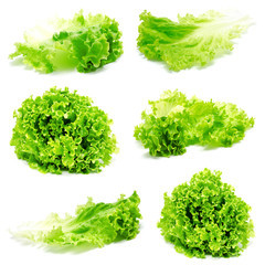 Collection of photos fresh lettuce leaves isolated - obrazy, fototapety, plakaty