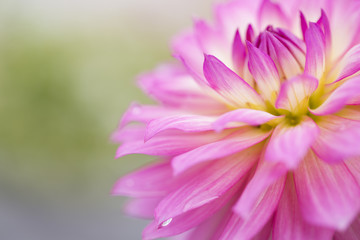 Pink Flower, dahlia close up