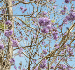 Jacaranda tree with lilac blossom