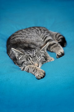 Schlafende Junge Katze