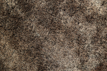 Texture of brown shorthair fur