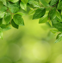 Fototapeta na wymiar Green leaves on green background