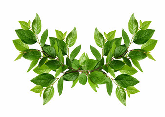Green leaves arrangement