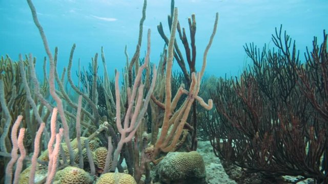 Unterwasser - Riff - Fisch - Koralle - Schwamm - Tauchen - Curacao - Karibik 