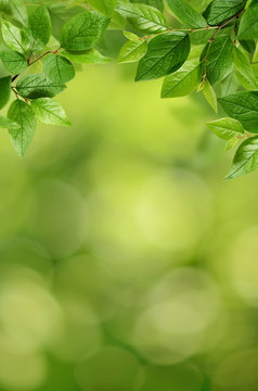 Bokeh