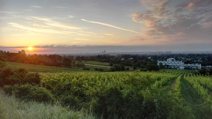 Sunrise in vienna with vineyard